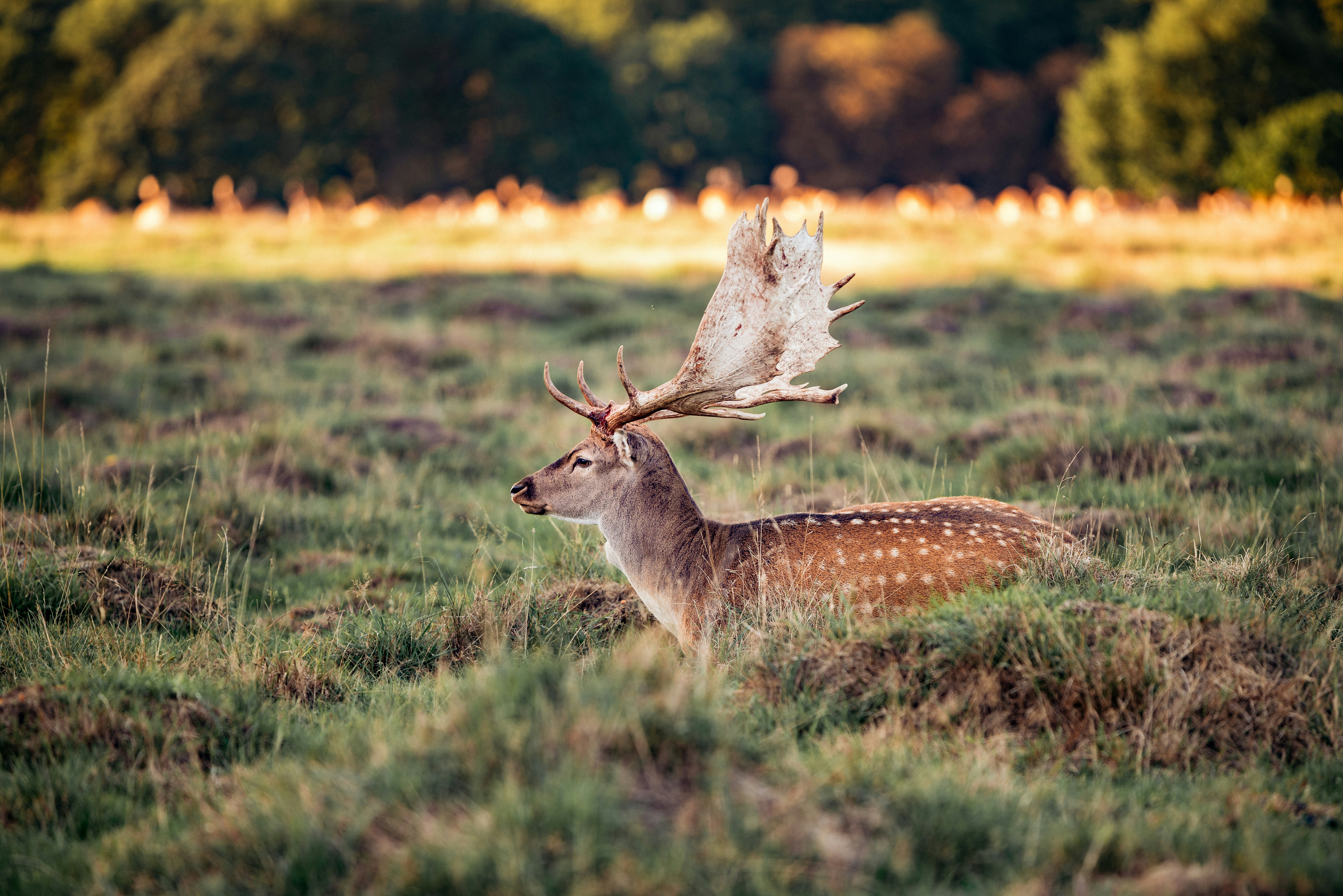 animal on field during daytime